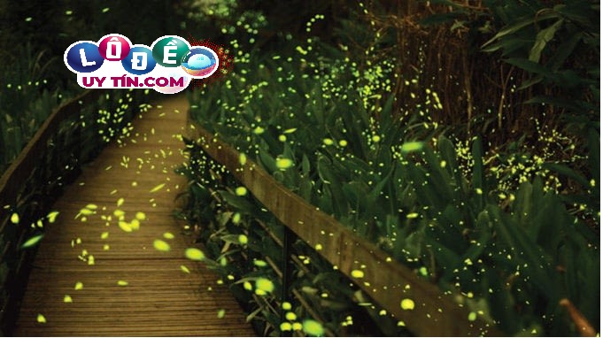 Bí mật đằng sau giấc mơ thấy đom đóm - Con số lô đề may mắn