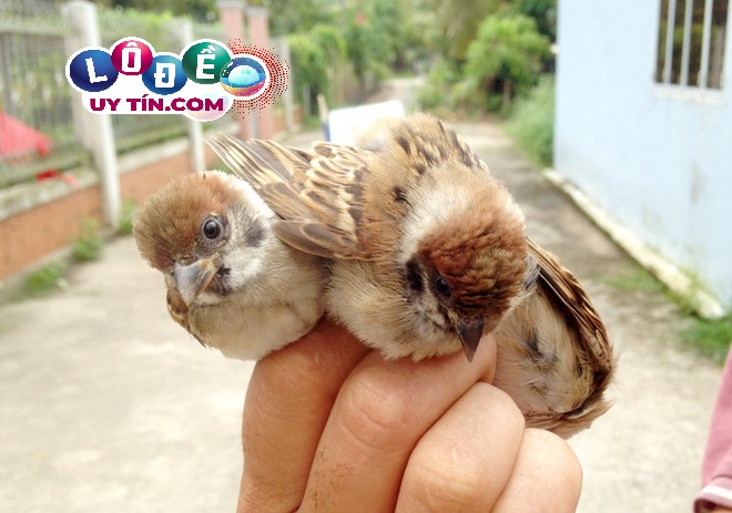 Giải mã mơ thấy chim là điềm gì, đánh số mấy?