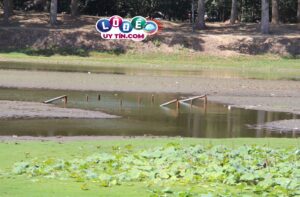 Giải mã giấc mơ thấy ao cạn nước đánh con gì