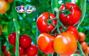 Mơ thấy quả cà chua là điềm báo gì? Lý giải hiện tượng bí ẩn