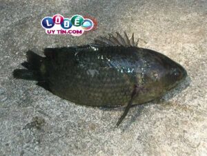 Mơ thấy cá trên cạn đánh con gì, là điềm báo gì?