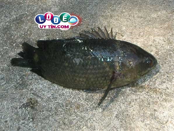 Mơ thấy cá trên cạn đánh con gì, là điềm báo gì?