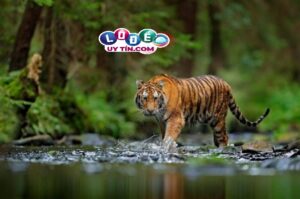 Nằm mơ thấy con hổ có ý nghĩa gì, nên đánh con gì?