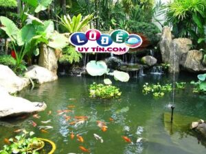 Giải mã nằm mơ thấy hồ cá là tốt hay xấu? Nên đánh con gì?