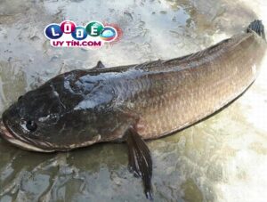 Nằm mơ thấy cá lóc nên đánh số mấy, là điềm gì?