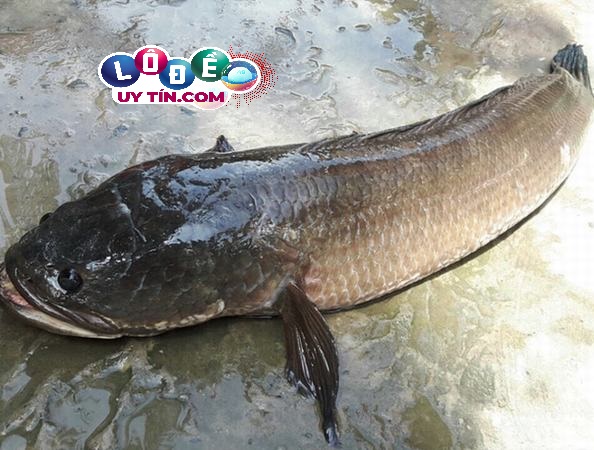 Nằm mơ thấy cá lóc nên đánh số mấy, là điềm gì?