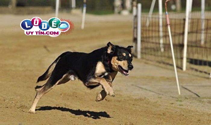 Nằm mơ thấy chó đuổi có phải điềm xấu không, đánh số nào?