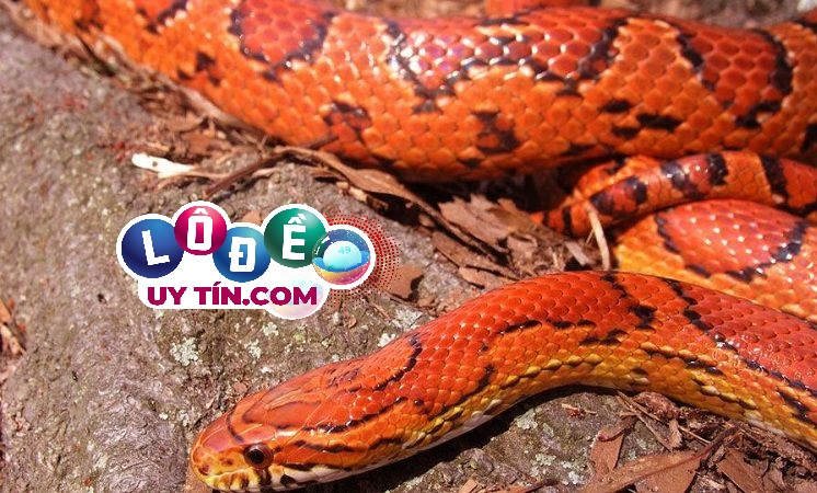 Mơ thấy rắn đỏ mang lại điềm báo gì, đánh con số gì?