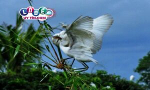 Mơ thấy con cò có ý nghĩa gì ? Con số nào may mắn?