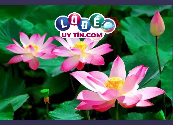 Mơ thấy hoa sen đánh con gì, là điềm báo tốt hay xấu?