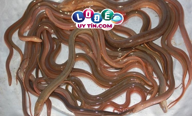 Mơ thấy lươn đánh con gì chuẩn nhất? Giải mã giấc mơ