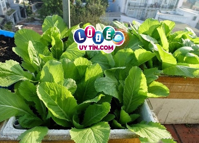 Nằm mơ thấy rau cải đánh con gì, có ý nghĩa gì?