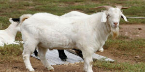 Mơ Con Dê - Trường Hợp Này Nên Đánh Con Gì Dễ Trúng?